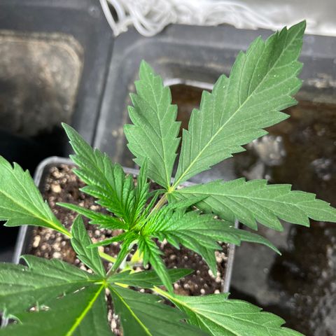 Cloud Walker growlog timeline photo