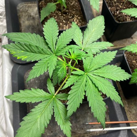Cloud Walker growlog timeline photo