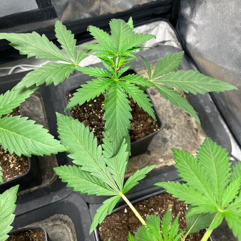 Cloud Walker growlog timeline photo