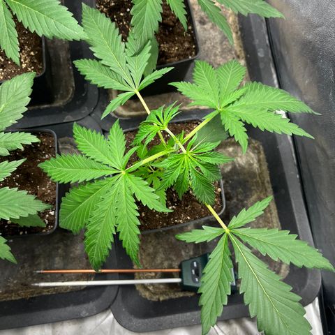Cloud Walker growlog timeline photo