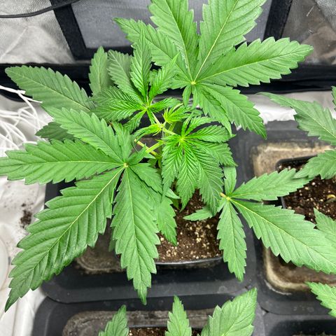 Cloud Walker growlog timeline photo