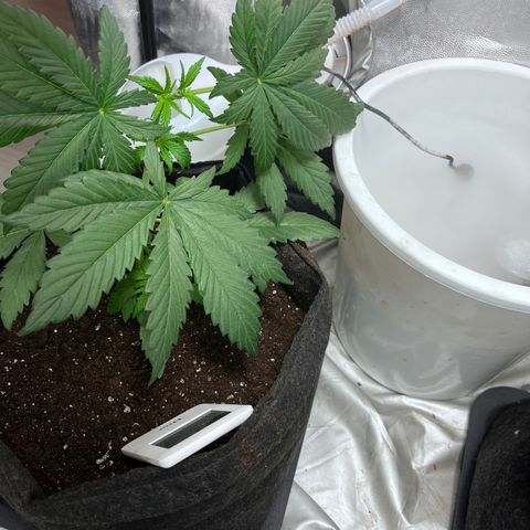 Cloud Walker growlog timeline photo
