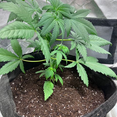 Cloud Walker growlog timeline photo