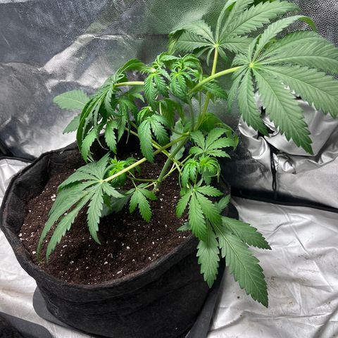 Cloud Walker growlog timeline photo