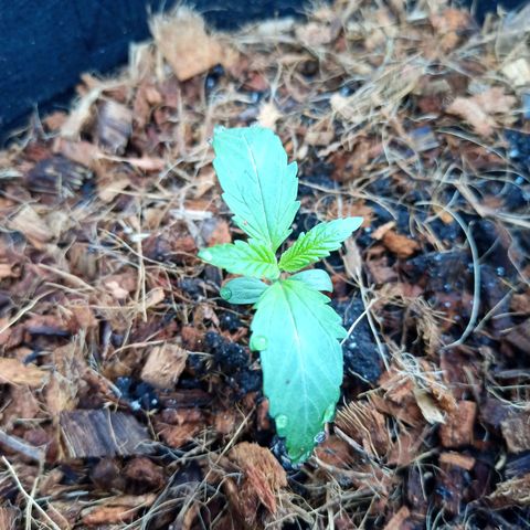 Royal AK Automatic growlog photo: Update 