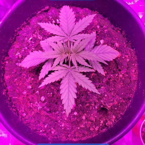 Blue Widow  growlog timeline photo