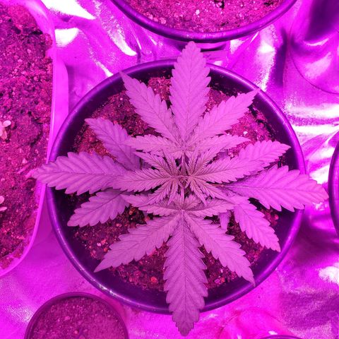 Blueberry - Mother growlog timeline photo