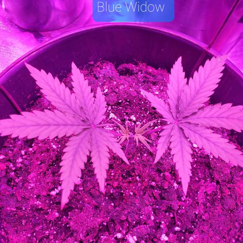 Blue Widow  growlog timeline photo