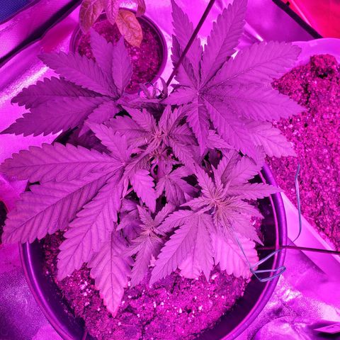 Blueberry - Mother growlog timeline photo