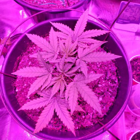 Blue Widow  growlog timeline photo