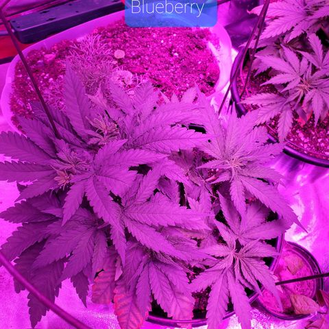 Blueberry - Mother growlog timeline photo