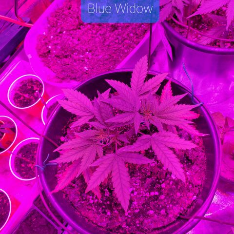 Blue Widow  growlog timeline photo