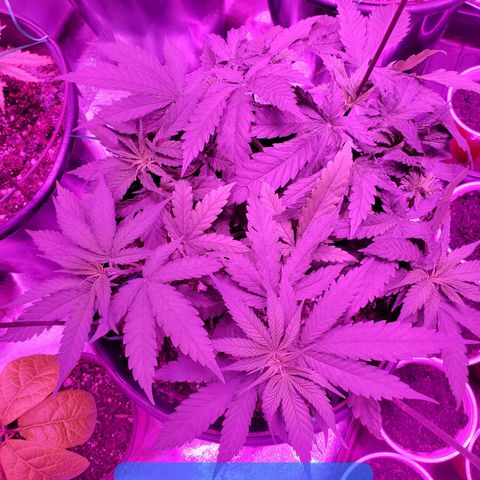 Blueberry - Mother growlog timeline photo