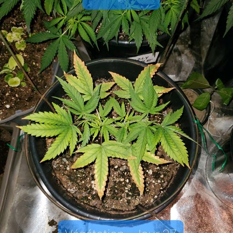 Blue Widow  growlog timeline photo