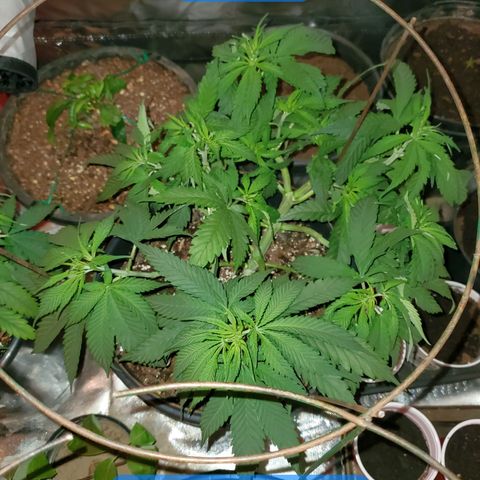 Blueberry - Mother growlog timeline photo