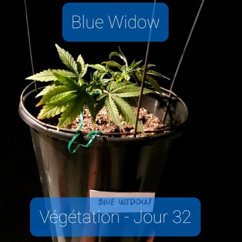Blue Widow  growlog timeline photo