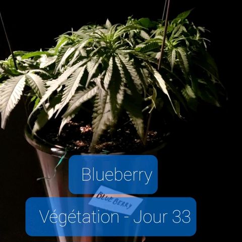 Blueberry - Mother growlog timeline photo
