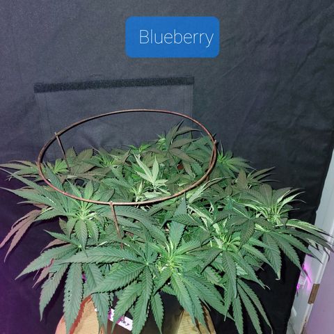 Blueberry - Mother growlog timeline photo