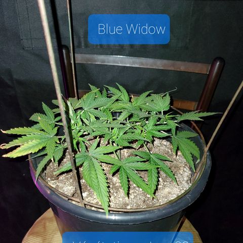 Blue Widow  growlog timeline photo