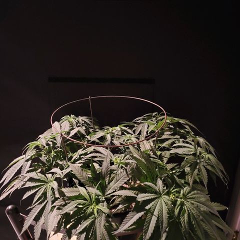 Blueberry - Mother growlog timeline photo