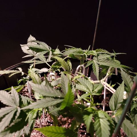 Blue Widow  growlog timeline photo