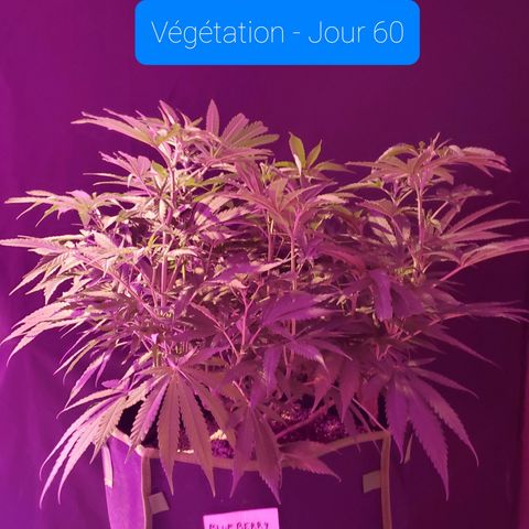 Blueberry - Mother growlog timeline photo