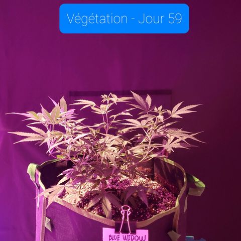 Blue Widow  growlog timeline photo