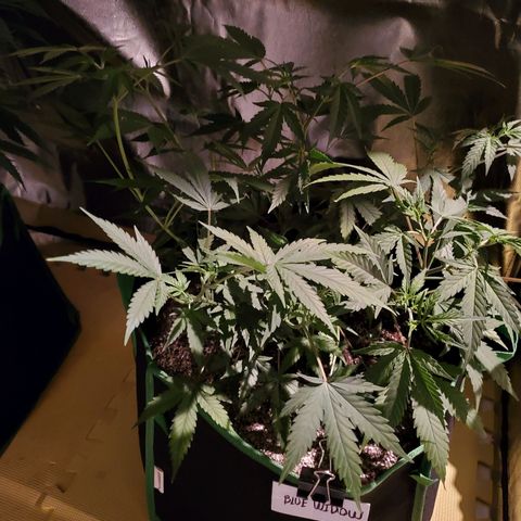 Blue Widow  growlog timeline photo