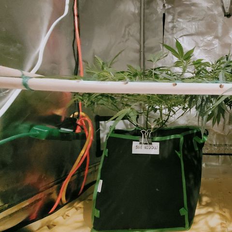 Blue Widow  growlog timeline photo
