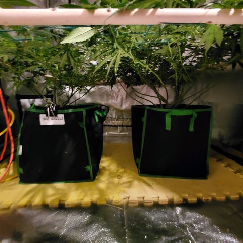 Blue Widow  growlog timeline photo