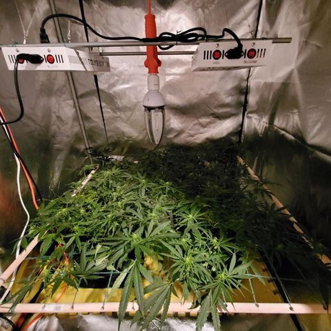 Blue Widow  growlog timeline photo