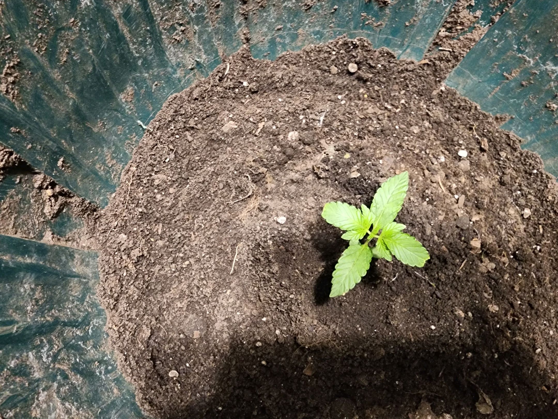Aloha Berrys growlog header
