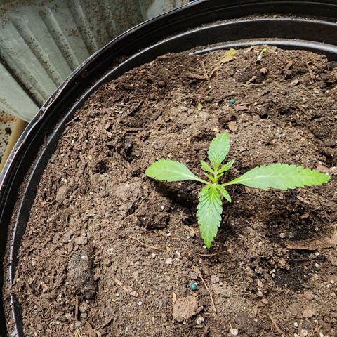 Aloha Berrys growlog photo