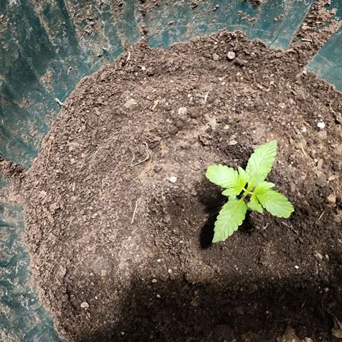 Aloha Berrys growlog photo