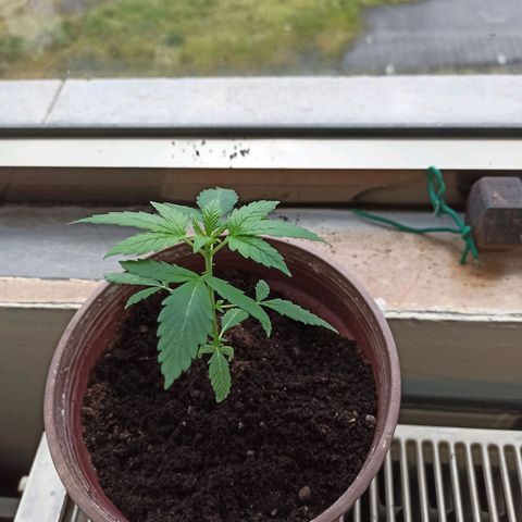 Amnesia Haze growlog timeline photo
