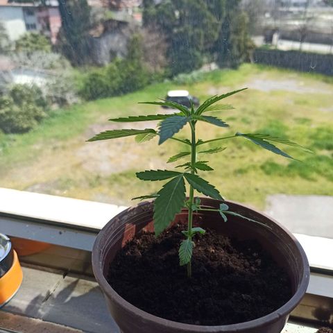 Amnesia Haze growlog timeline photo