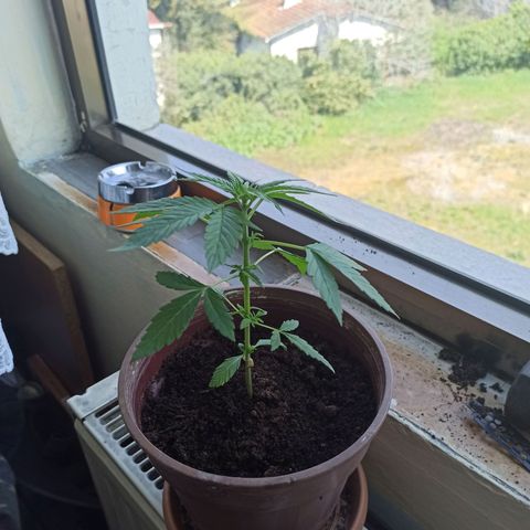 Amnesia Haze growlog timeline photo