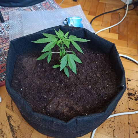 Amnesia Haze growlog timeline photo