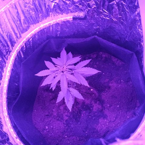Amnesia Haze growlog timeline photo