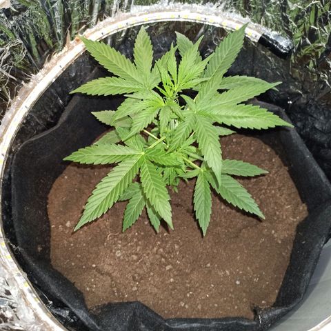 Amnesia Haze growlog timeline photo