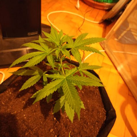 Amnesia Haze growlog timeline photo