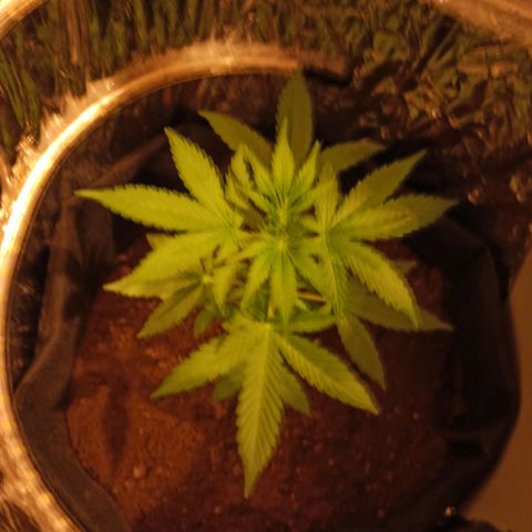 Amnesia Haze growlog timeline photo