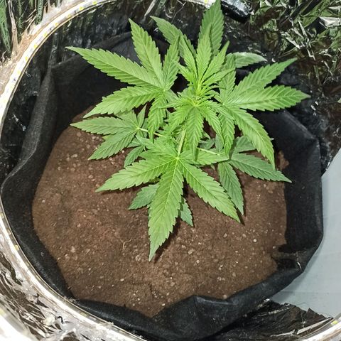 Amnesia Haze growlog timeline photo