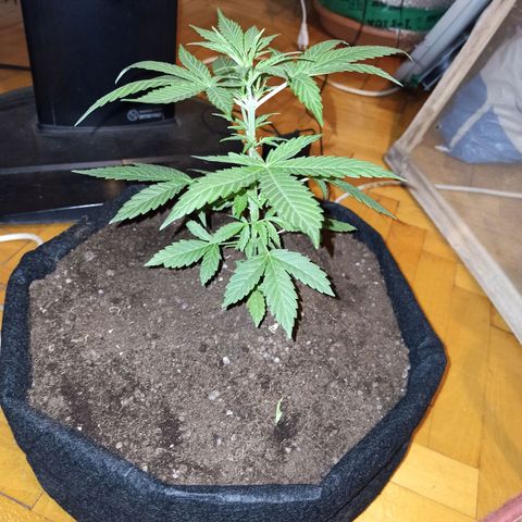 Amnesia Haze growlog timeline photo