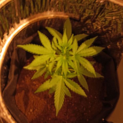 Amnesia Haze growlog timeline photo