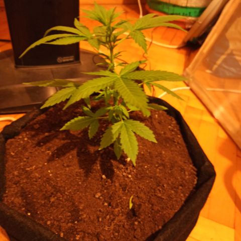 Amnesia Haze growlog timeline photo