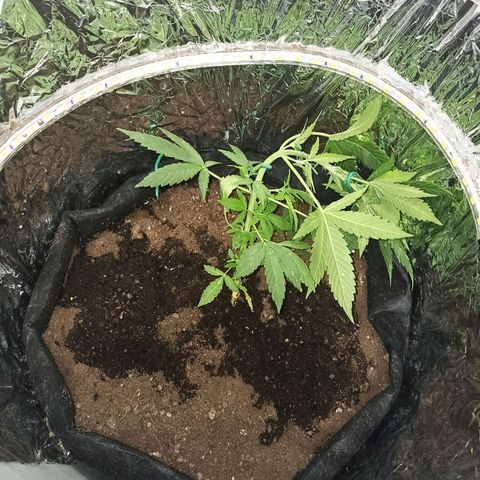 Amnesia Haze growlog timeline photo