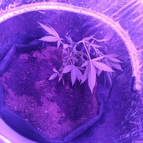 Amnesia Haze growlog timeline photo