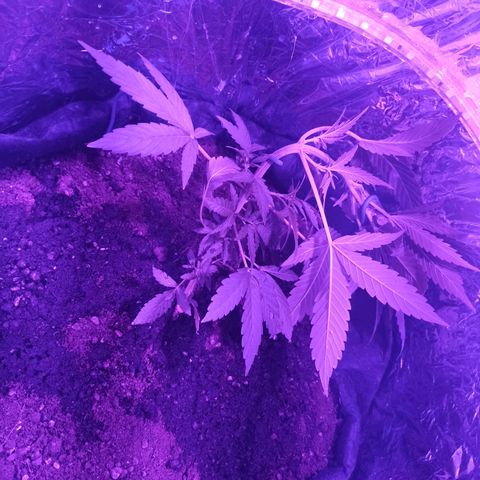 Amnesia Haze growlog timeline photo
