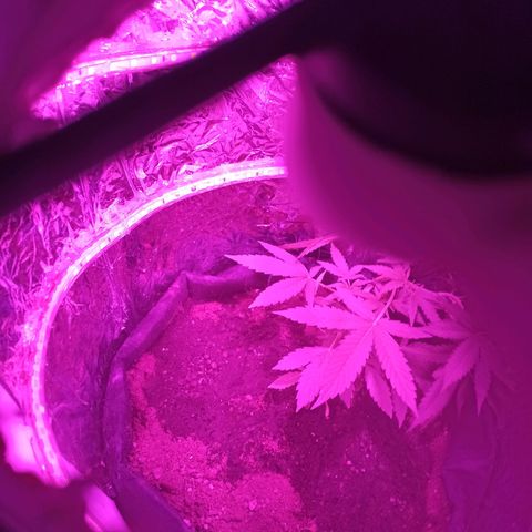 Amnesia Haze growlog photo: LST sonrası 